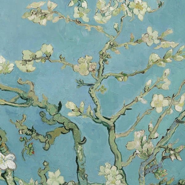 Detail: Amandelbloesem